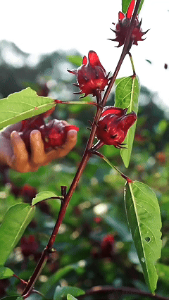 Grown Roselle Hibiscus Tea – Tart Berry Flavor, Hot & Iced Ready-FD6U